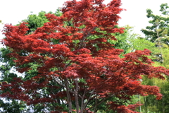 花散歩夏のモミジ