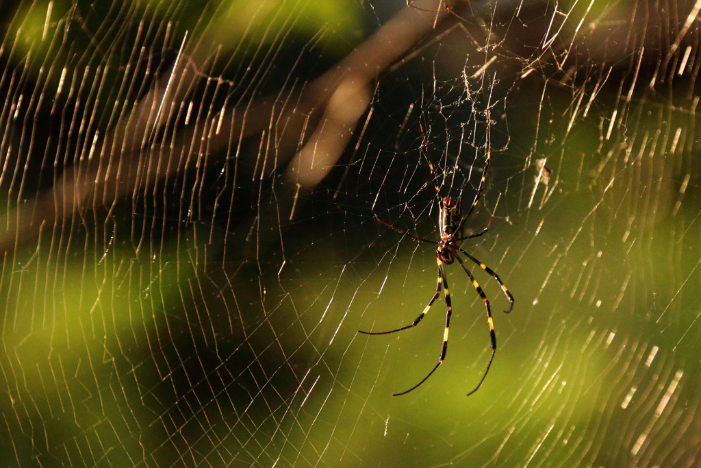 金色に浮かび出る