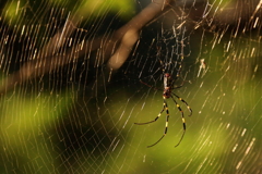 金色に浮かび出る