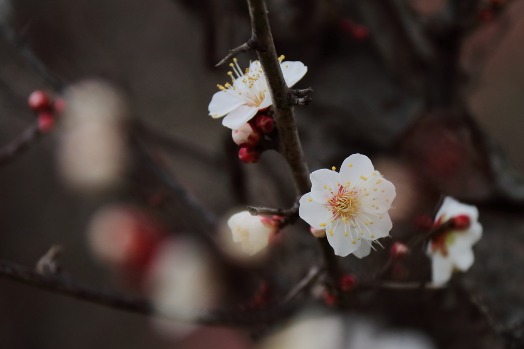 花散歩白梅３