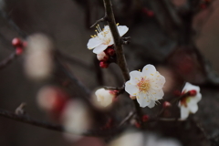 花散歩白梅３