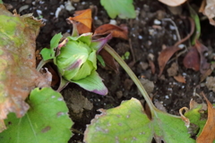 春だより届く２