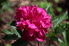 花散歩芍薬１