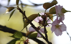 名残り桜
