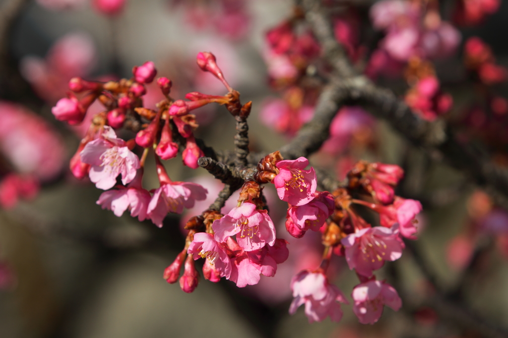 春告知　河津桜7