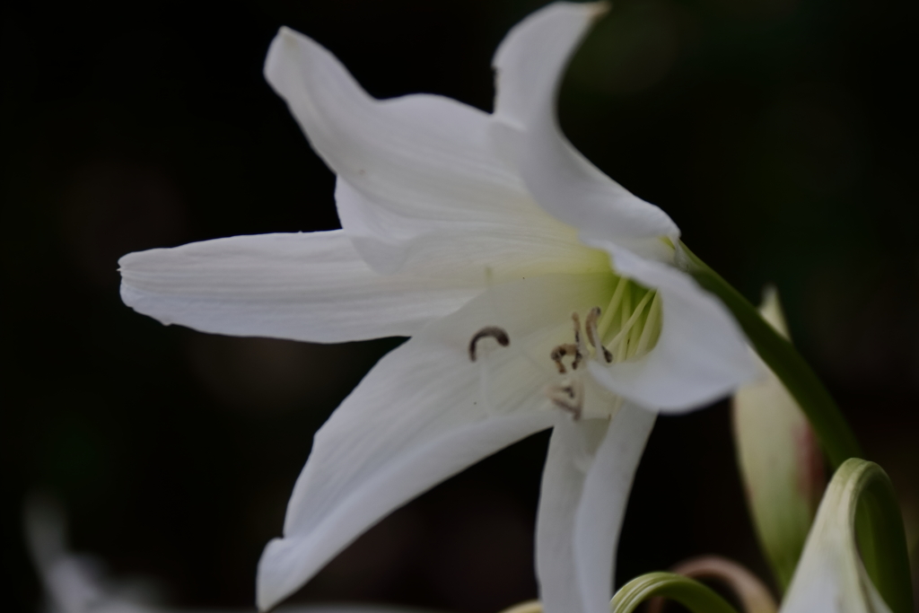 ご近所のインドハマユウ２