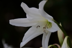 ご近所のインドハマユウ２