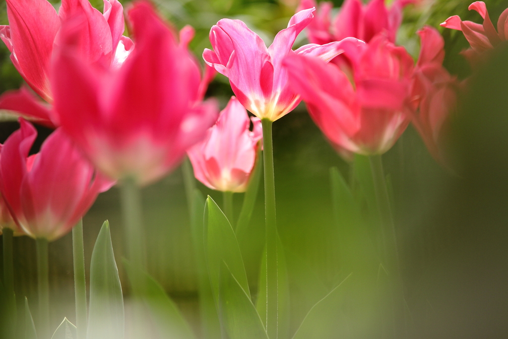 春　チューリップ９