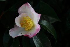 山茶花の季節１