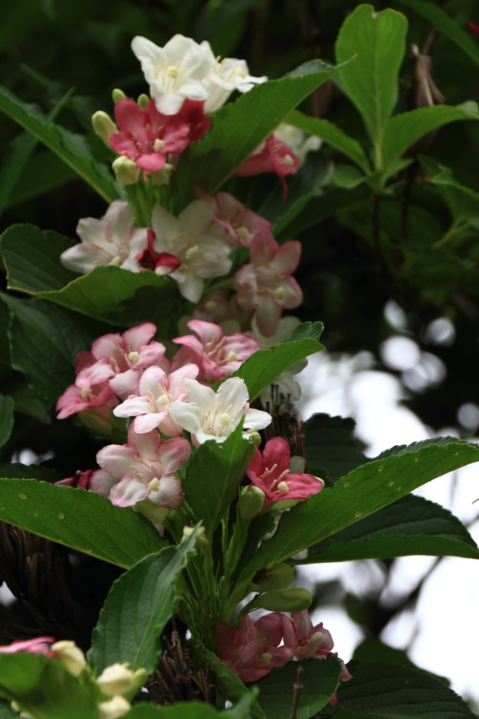 花散歩ハコネウツギ