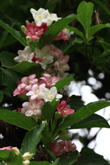 花散歩ハコネウツギ