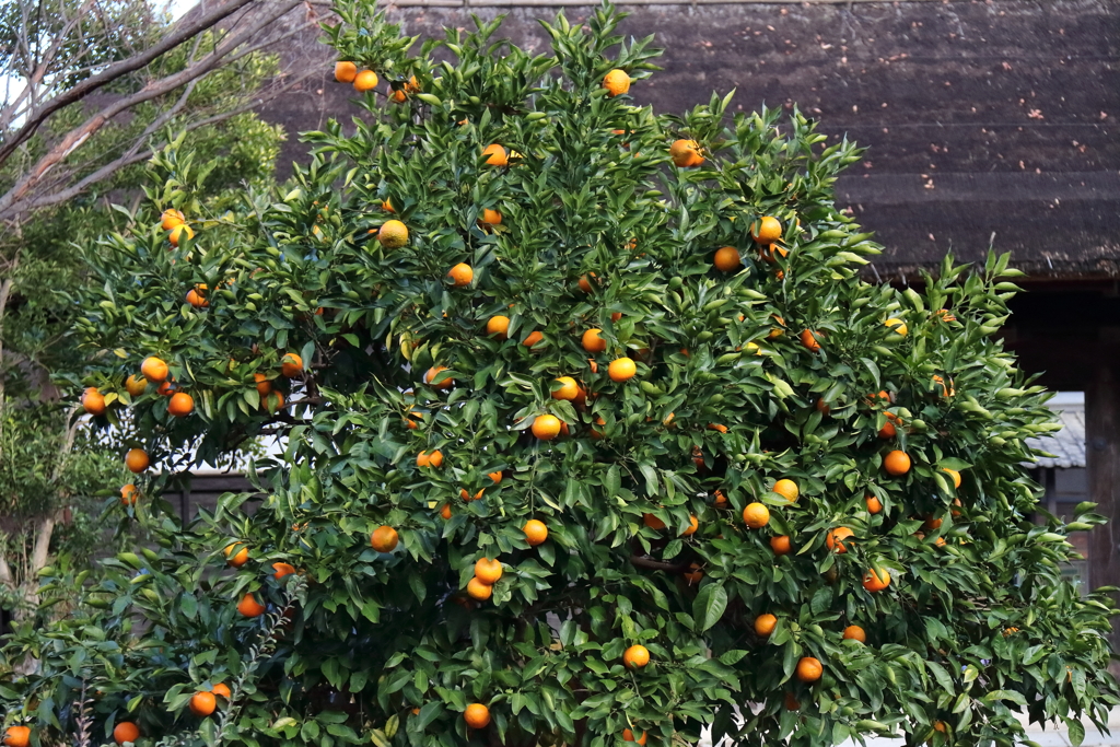 花散歩供え物のダイダイ