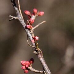 梅の蕾膨らみ始め