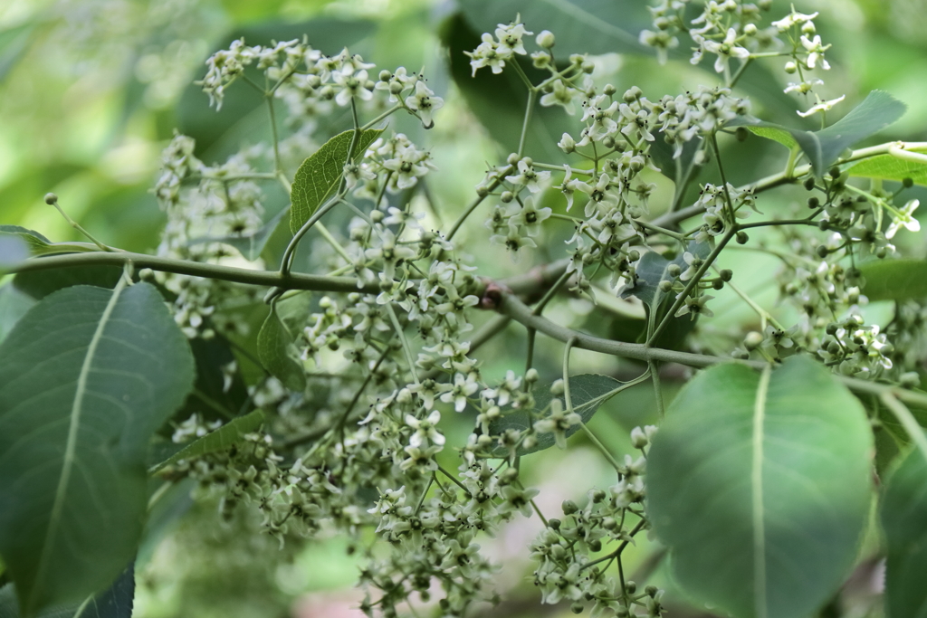 里山散歩マユミ1
