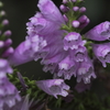 花の歳時記　ハナトラノオ