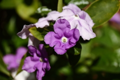 我が家のニオイバンマツ４