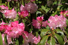 植物園から「しゃくなげ」３