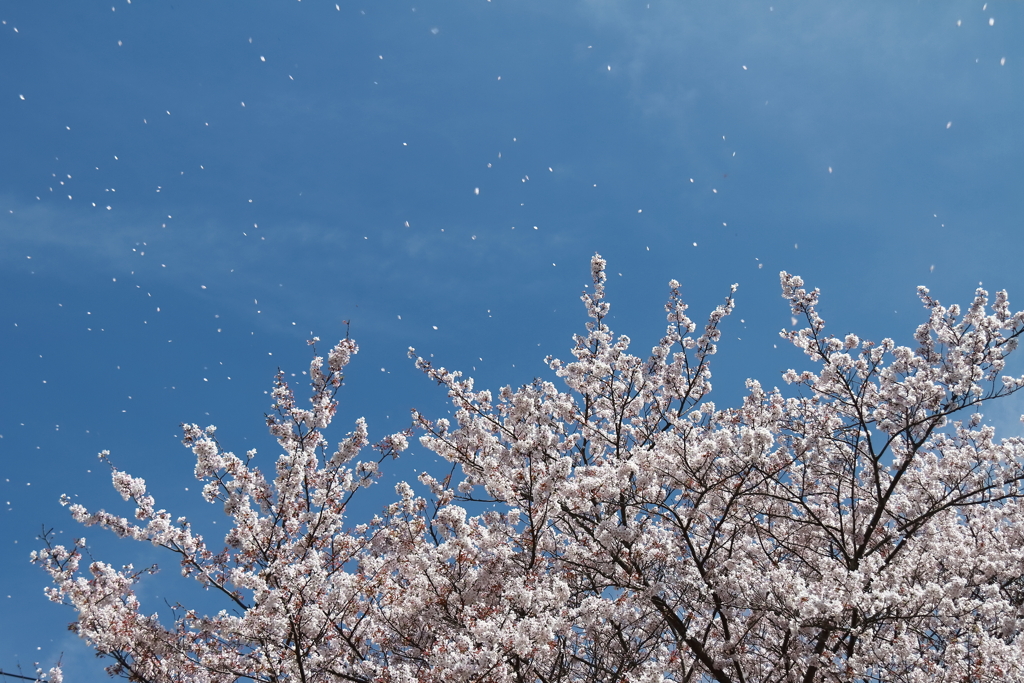 花吹雪１