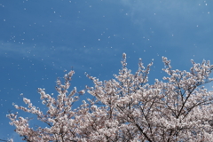 花吹雪１