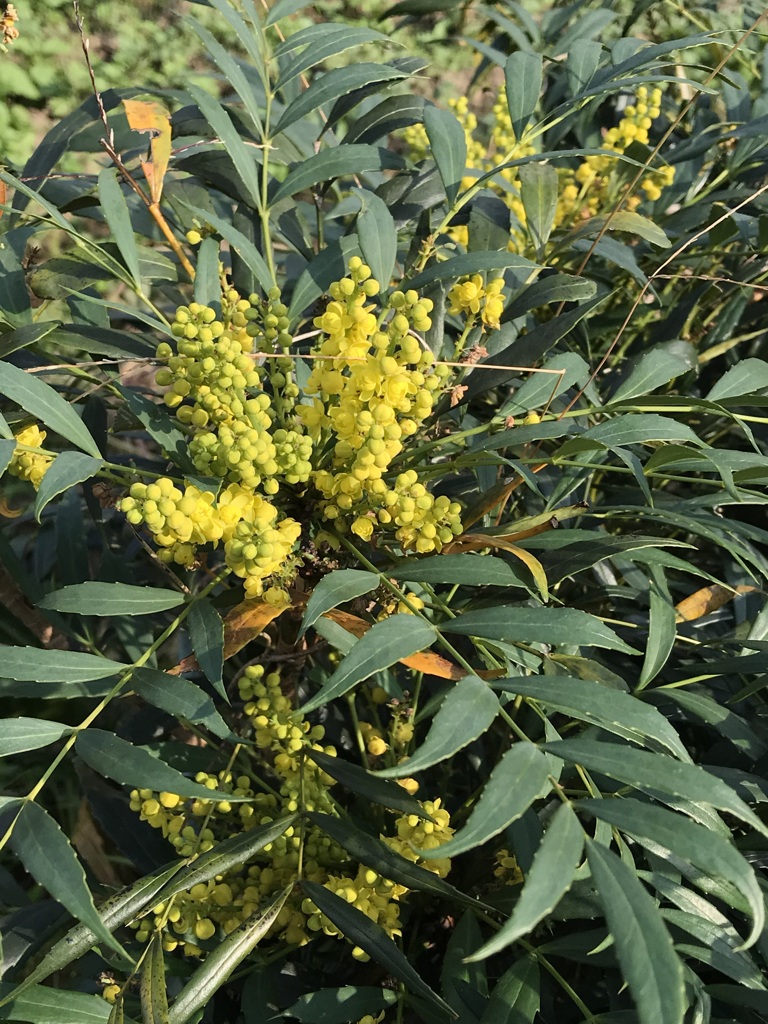 散歩道に咲くヒイラギナンテン