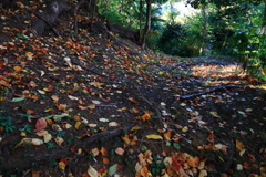 里山の小径はカラフル２