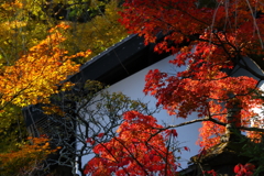 白壁に映る