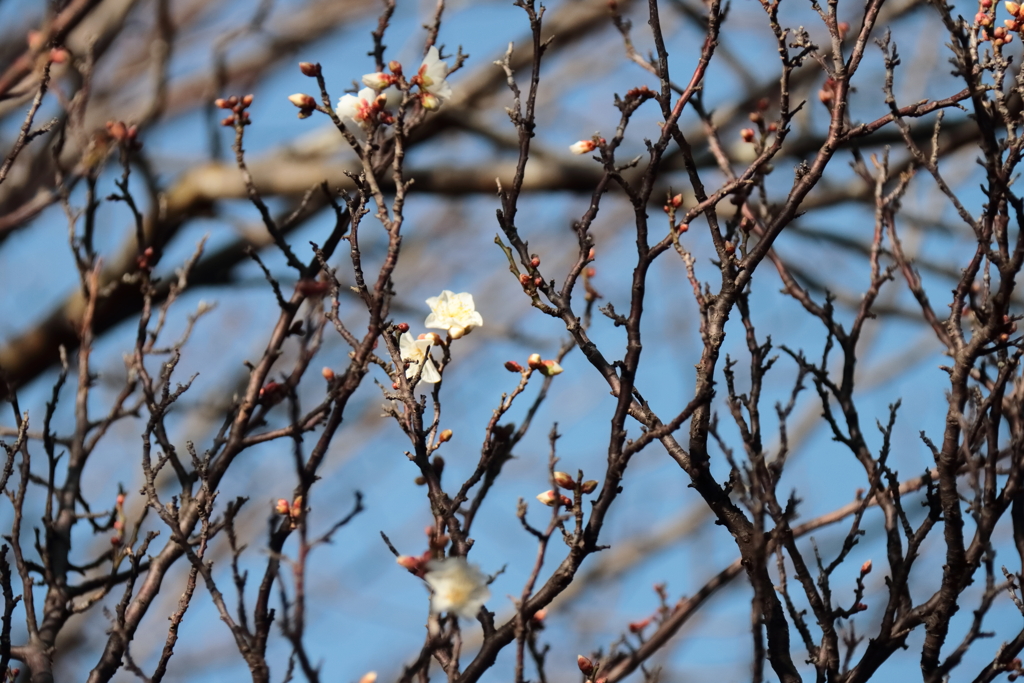 花散歩初春白梅２