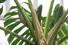 植物園のモンステラ