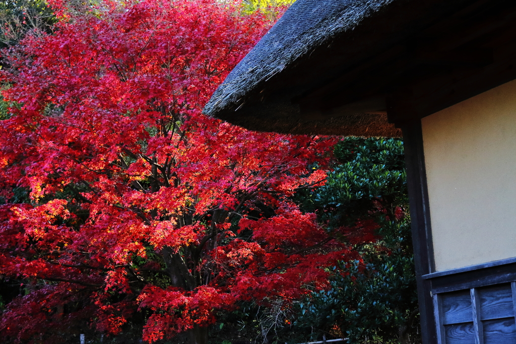 晩秋の長屋門
