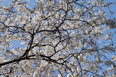花散歩桜２