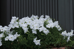 白ペチュニアの咲く玄関