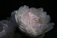 横浜バラ散策６