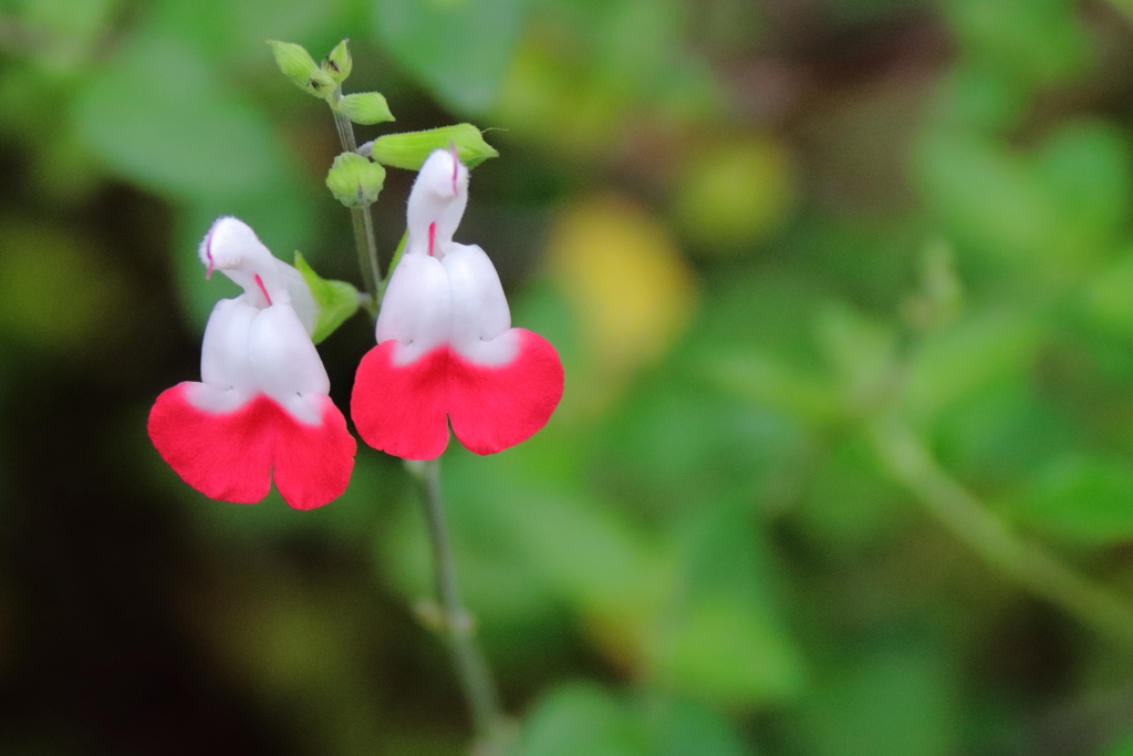 花散歩チェリーセージ