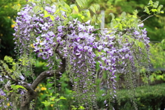 花散歩藤２