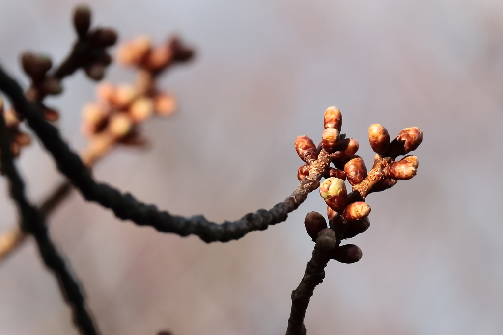 緋寒桜膨らむ