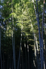 竹林に陽射す２