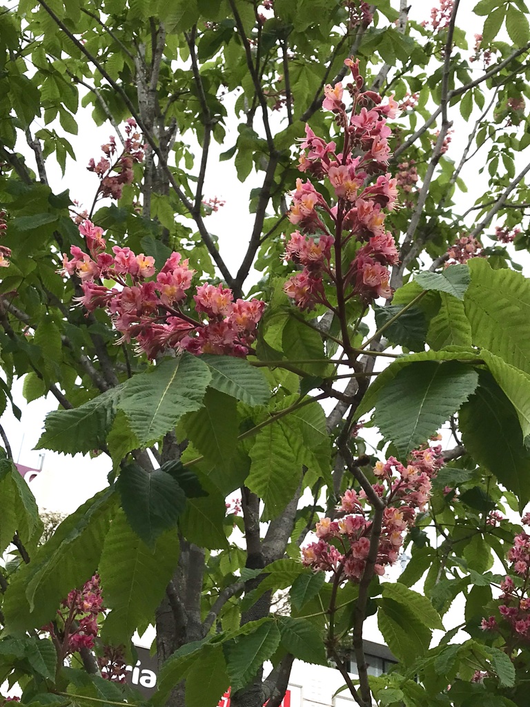 街路樹マロニエ
