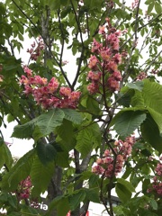 街路樹マロニエ