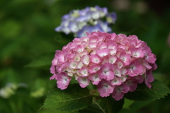 里山散歩紫陽花２