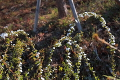 花散歩開花進むユキヤナギ２