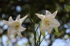 花散歩タカサゴユリ３