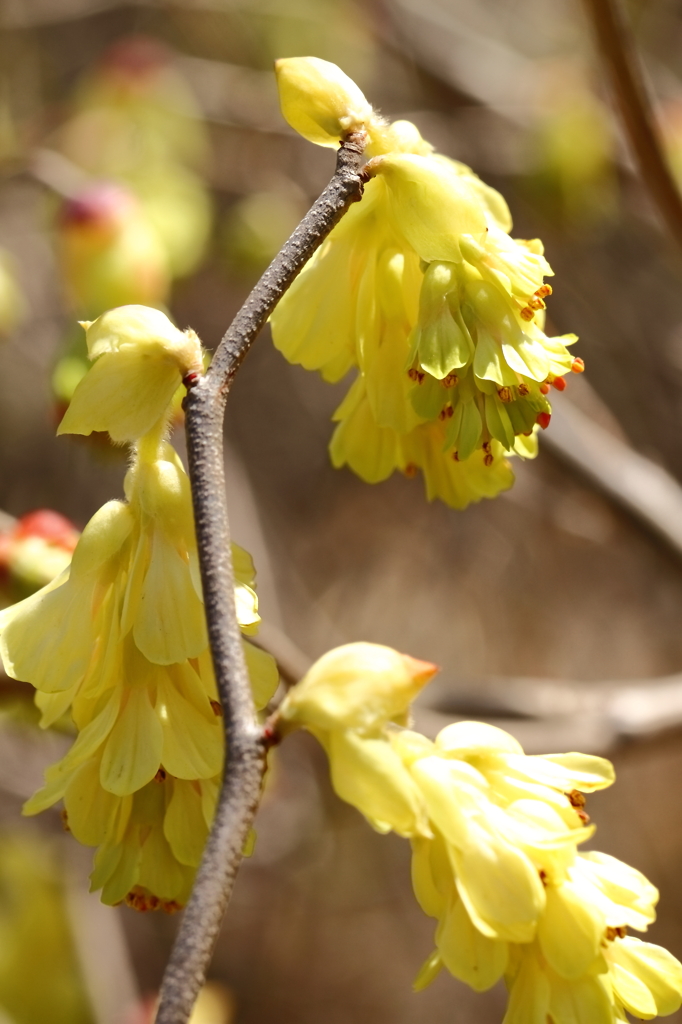 トサミズキ咲く
