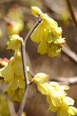 トサミズキ咲く