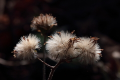 花散歩ツワブキの思い出