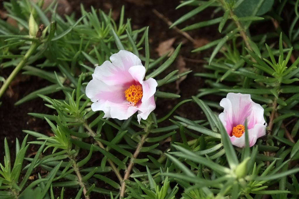花散歩マツバボタン
