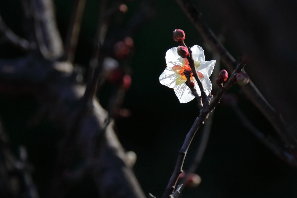 花散歩後姿の美３