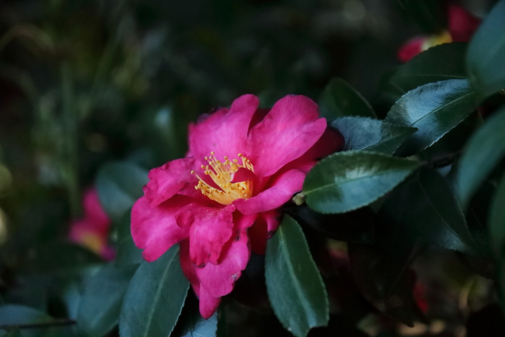 花散歩さざんか