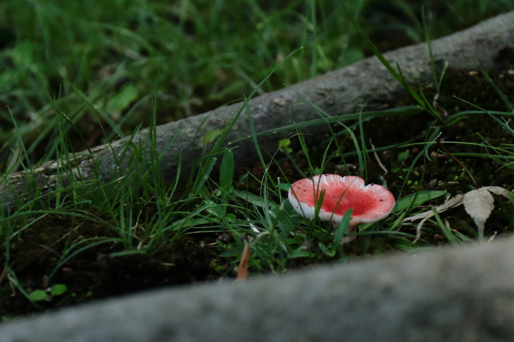 頭を出したキノコ４