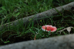 頭を出したキノコ４