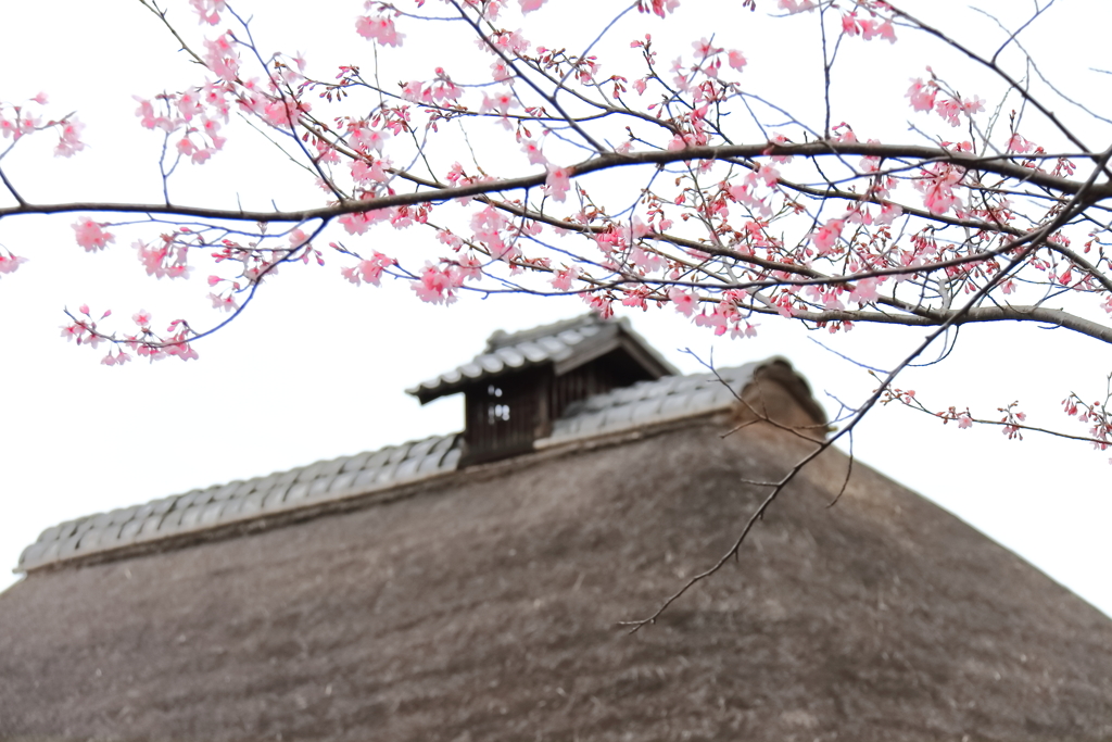 古民家の春2